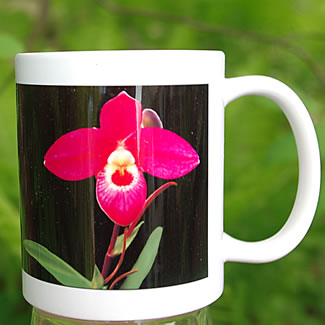 mug DS-041 Phragmipedium 7061.jpg